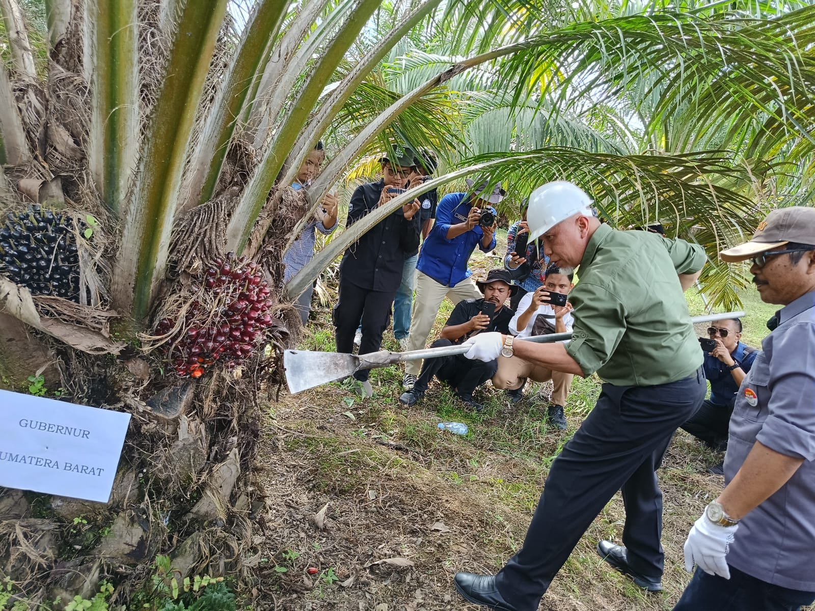 Replanting Sawit Berbuah, Petani Agam Kini Menuai Hasil