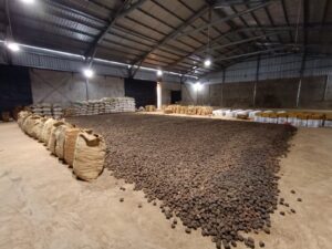 Gambir Sumbar Kembali Menggeliat, Ekspor India Menguat