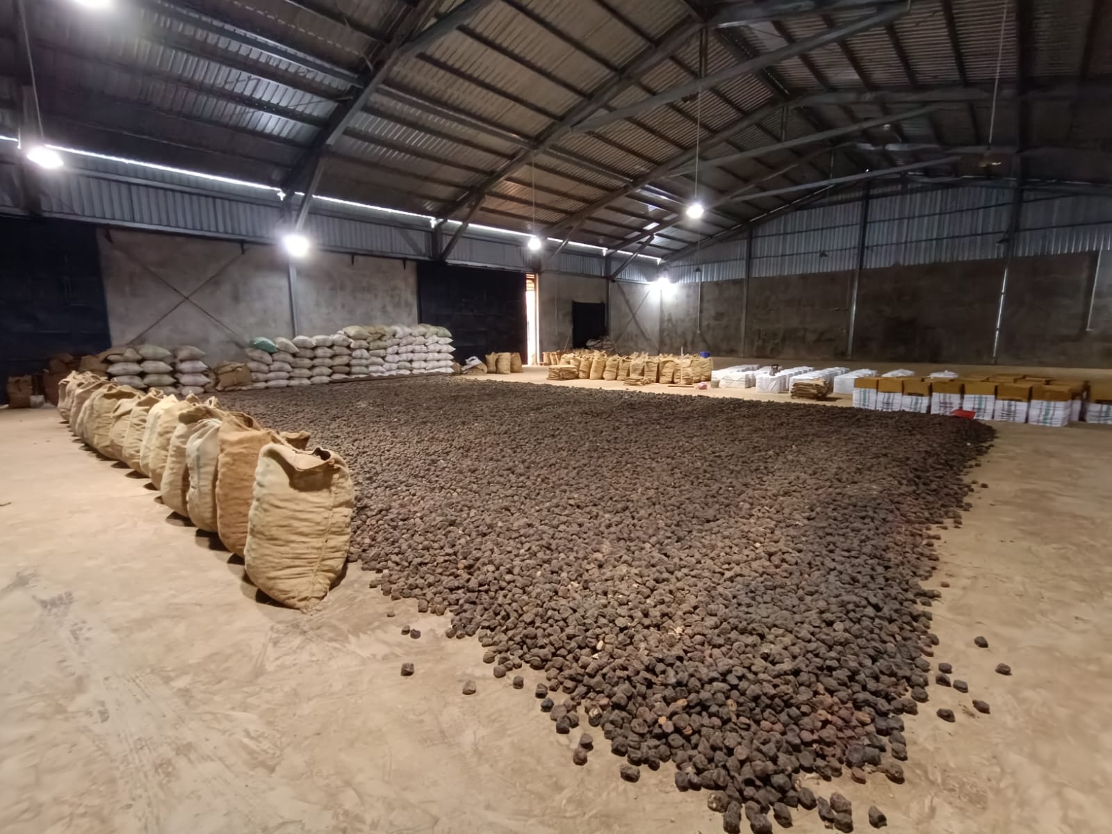 Gambir Sumbar Kembali Menggeliat, Ekspor India Menguat