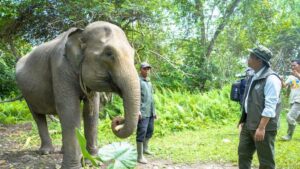 Menhut Tinjau Seblat, Restorasi Habitat Gajah Sumatera Dimulai