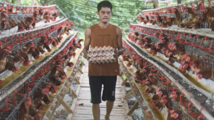 Telur untuk MP-ASI Melonjak, Pemerintah Genjot Produksi Nasional