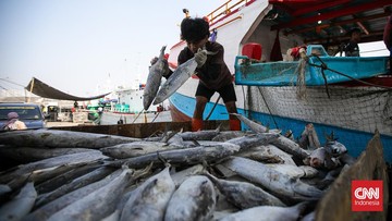 33-perusahaan-ri-kantongi-izin-ekspor-ikan-ke-korsel-dan-taiwan