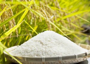 Produksi Beras Sumbar Naik, Luas Panen Padi Menyusut