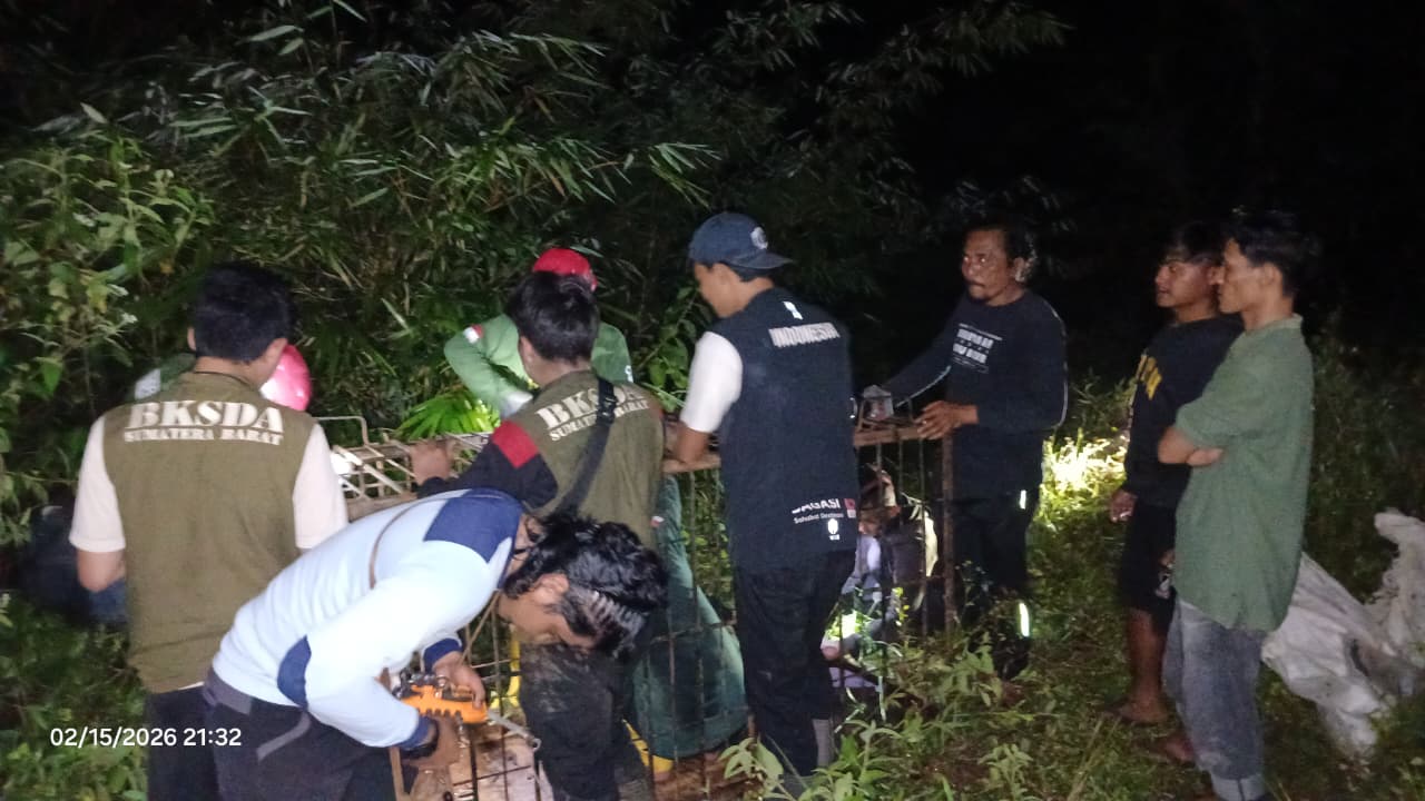 Beruang Serang Petani di Pasaman, BKSDA Turun Tangan
