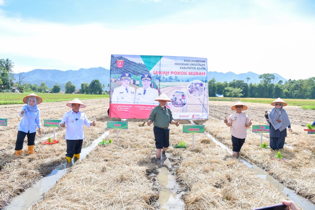 Bupati Agam Pulihkan Sawah dengan Metode Pokok Murah