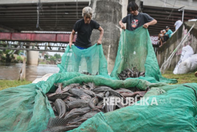 Petugas Angkut 6,98 Ton Ikan Sapu-Sapu dari Lima Wilayah Jakarta