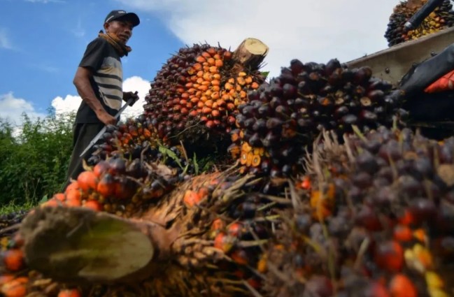 Harga Sawit Riau Tembus Rp4.000/Kg, Kenaikan Dipicu Lonjakan CPO dan Kernel