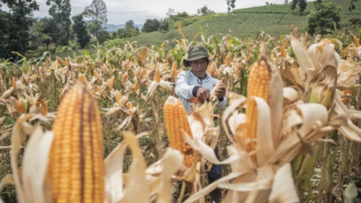 Prabowo Tetapkan Tiga Aturan Baru untuk Akselerasi Swasembada Pangan Nasional