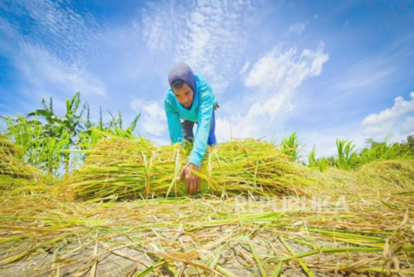 Sektor Pertanian Jadi Penopang Ekonomi, Nilai Ekspor Tembus Rp166 Triliun