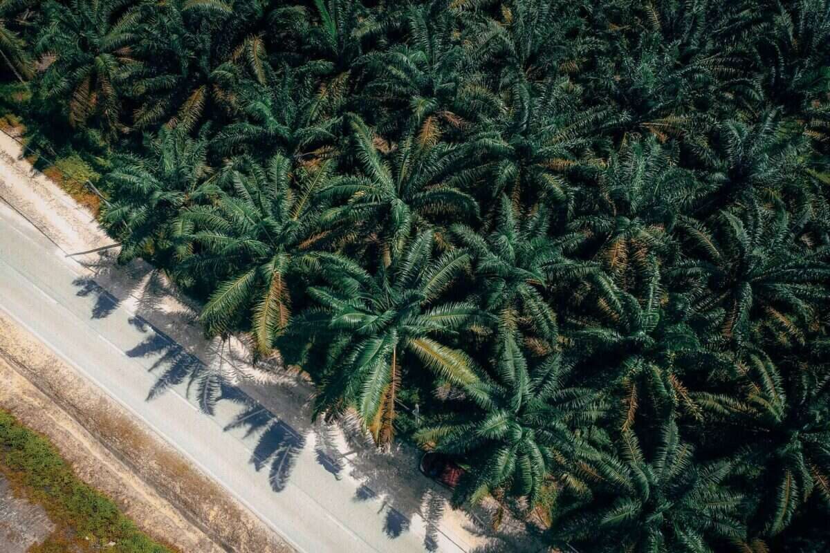 DPR Minta Pemerintah Stabilkan Harga Sawit Petani Sumbar