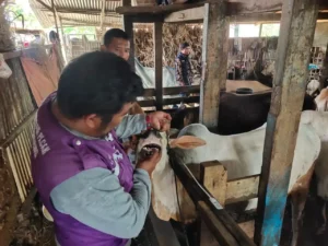 Tim Keswan Padang Periksa Sapi Kurban Jelang Iduladha