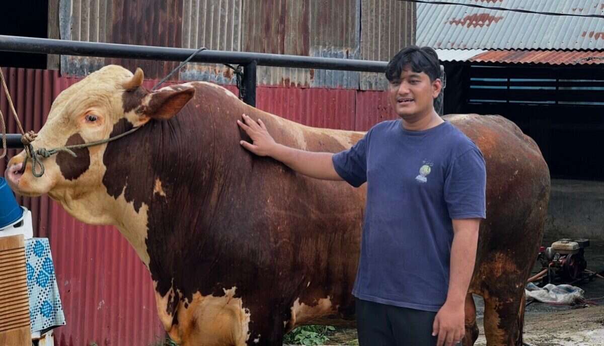 Sapi Simental Asal Padang Terpilih Jadi Hewan Kurban Presiden