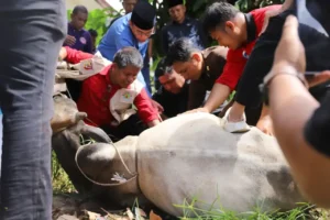 Kwarda Pramuka Sumatera Barat Salurkan Hewan Kurban bagi Warga