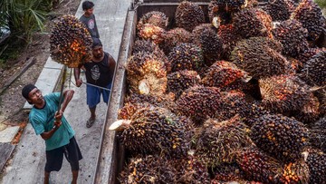 Kementan Ancam Cabut Izin Pabrik Sawit yang Beli Murah