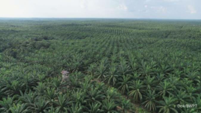 Harga CPO Tertekan, Pasar Nantikan Dampak Implementasi Kebijakan B50