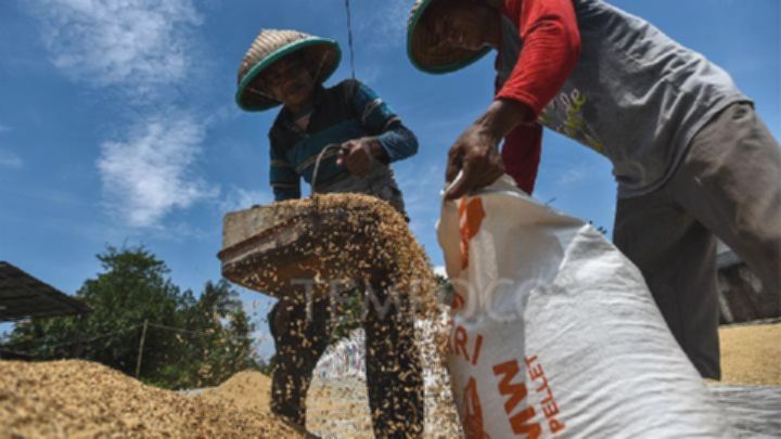 Bulog Serap 2,4 Juta Ton Gabah Petani Setara Beras
