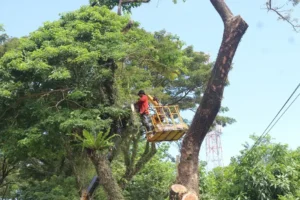 DLH Padang Intensifkan Pemangkasan Pohon demi Keselamatan Pengguna Jalan