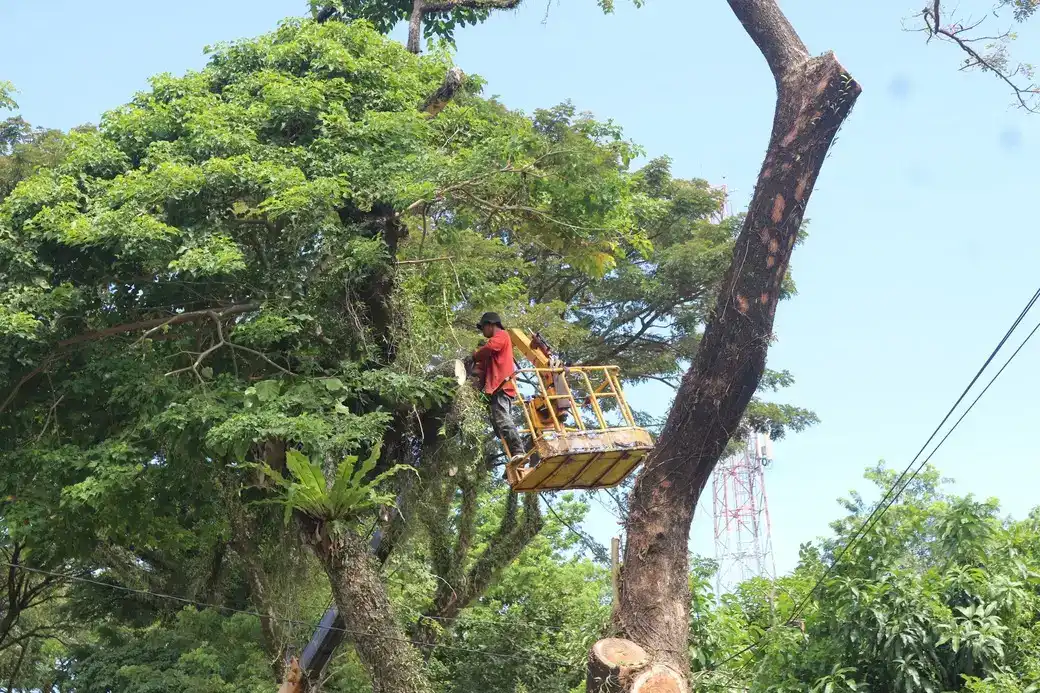 DLH Padang Intensifkan Pemangkasan Pohon demi Keselamatan Pengguna Jalan
