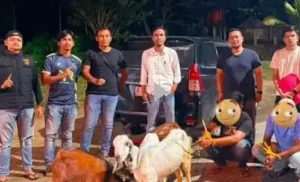 Polres Sawahlunto Ringkus Dua Pelaku Pencurian Ternak Warga