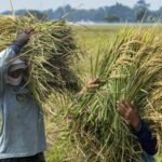 fao-ramal-produksi-beras-dunia-anjlok-1,6-persen,-bagaimana-dengan-ri?