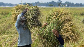 FAO Proyeksikan Produksi Beras Global Turun Akibat El Nino