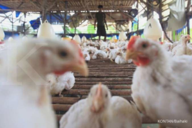 Prospek Saham Poultry Menguat Seiring Stabilisasi Program MBG dan Danantara