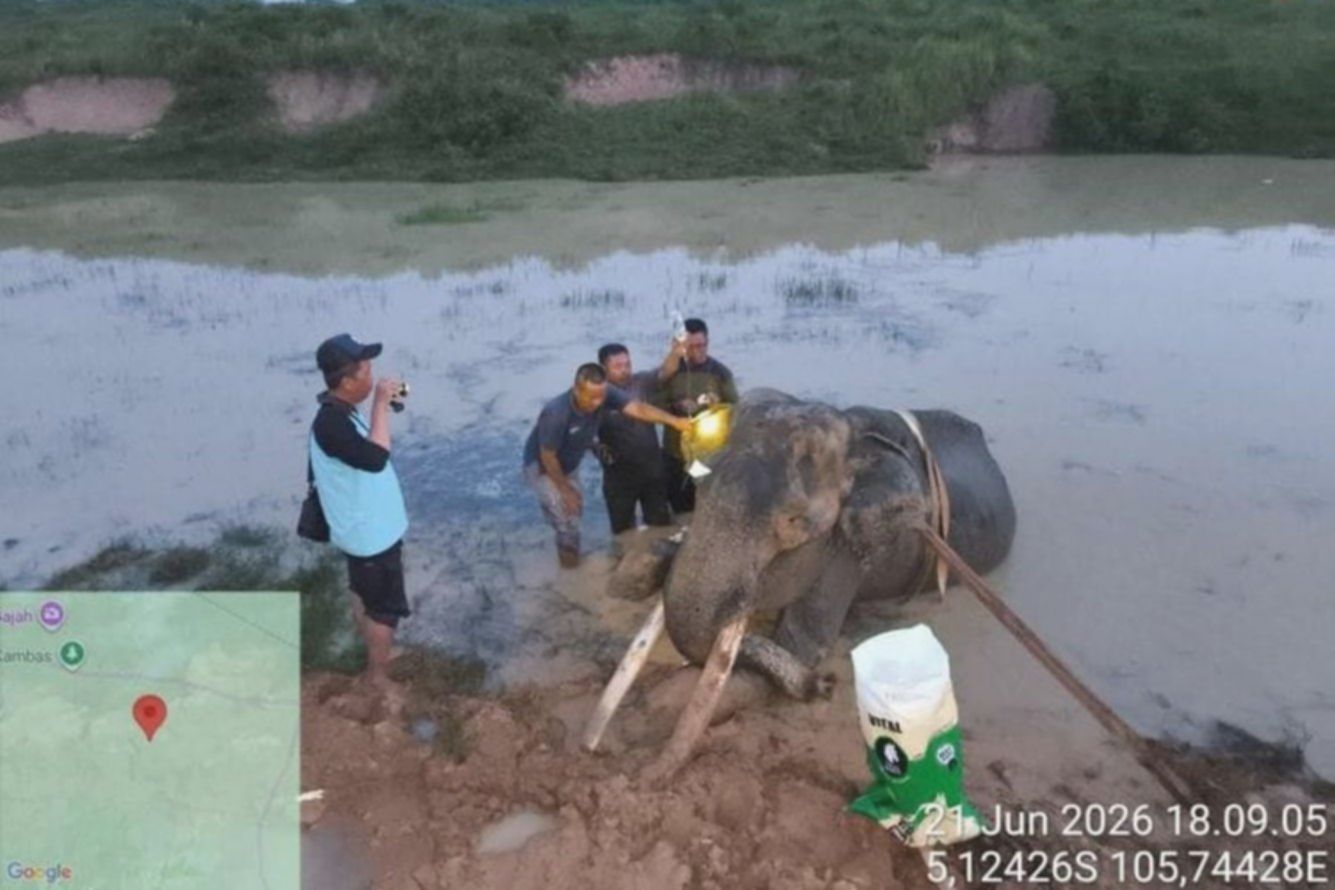 Tiga Dekade Mengabdi, Gajah Jinak Indra di Way Kambas Mati