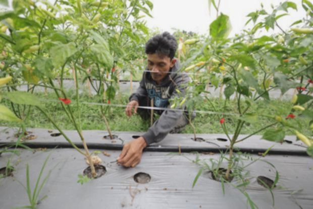 2,6 Juta Petani Sawit Perkuat Daya Saing di Pasar Global