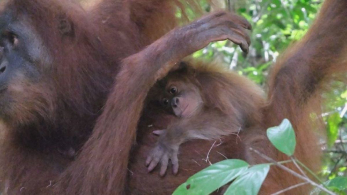 Kelahiran Tiga Satwa Langka di Sumatra Beri Harapan Baru Konservasi