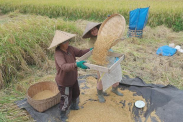 El Nino Mengancam, Produksi Beras Global Diprediksi Turun Drastis
