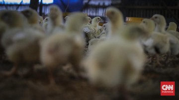 Harga Ayam Anjlok, Peternak Rugi Tujuh Ribu Rupiah Per Kilogram