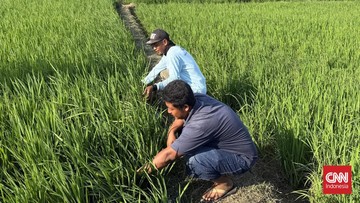 metode-modern-dobelkan-cuan-petani,-ongkos-tanam-susut-rp2,4-juta