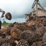 agrinas-palma-buka-suara-soal-kabar-phk-karyawan