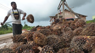 Agrinas Palma Nusantara Rekrut 20 Ribu Pekerja Perkebunan Sawit