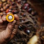 agrinas-palma-perkuat-pengelolaan-perkebunan,-kelola-aset-4,11-juta-ha