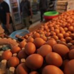 bapanas-beber-harga-ayam-dan-telur-pulih-imbas-mbg-berakhirnya-suro