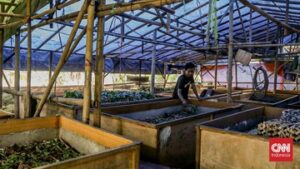 Budidaya Jangkrik di Depok Raup Omzet Jutaan Rupiah Per Hari