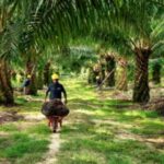Austindo Nusantara (ANJT) Realisasikan 73,5% Capex, Simak Rekomendasi Sahamnya