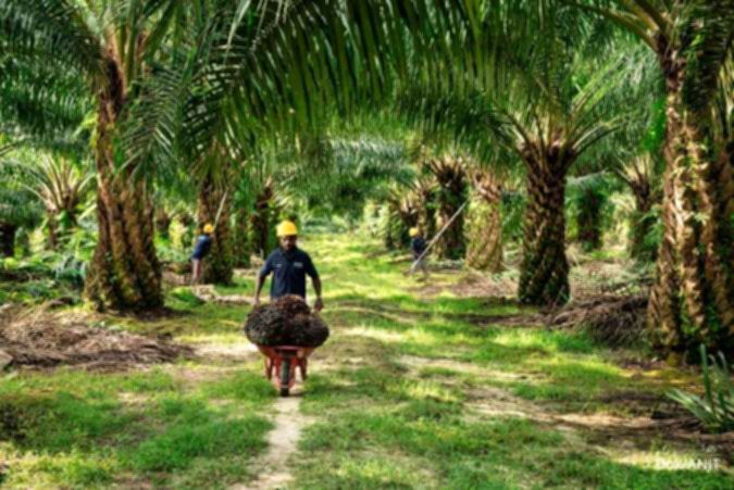 Austindo Nusantara (ANJT) Realisasikan 73,5% Capex, Simak Rekomendasi Sahamnya
