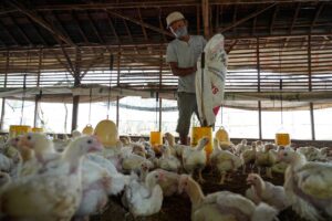 Biaya Pakan Melonjak, Peternak Ayam Kini Terancam Rugi Besar