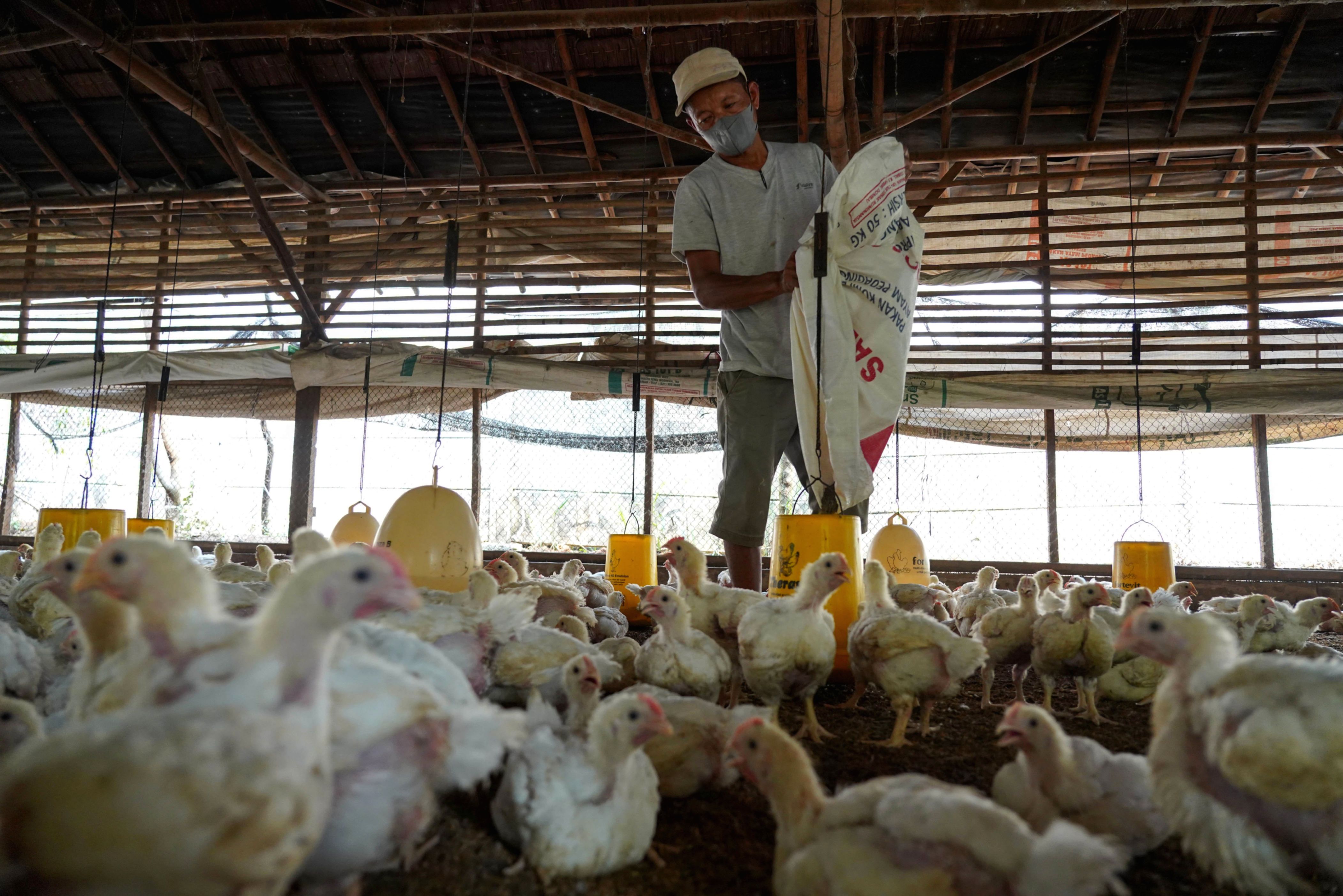 Biaya Pakan Melonjak, Peternak Ayam Kini Terancam Rugi Besar