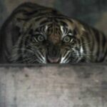 Harimau Terkam Dua Warga Riau, Walhi Desak Pemulihan Habitat