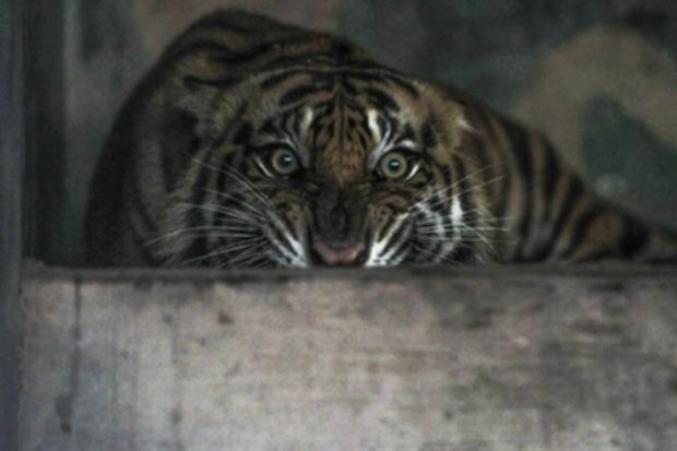 Harimau Terkam Dua Warga Riau, Walhi Desak Pemulihan Habitat