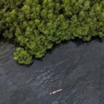 Komitmen ESG BNI Dorong Pelestarian Mangrove Berkelanjutan di Indonesia