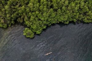 Komitmen ESG BNI Dorong Pelestarian Mangrove Berkelanjutan di Indonesia