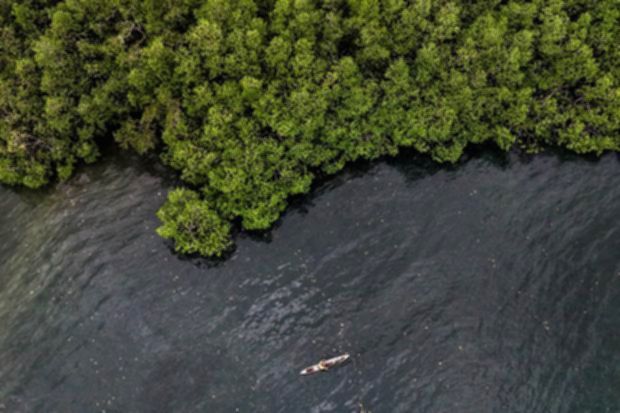 Komitmen ESG BNI Dorong Pelestarian Mangrove Berkelanjutan di Indonesia