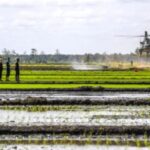 Ribuan Titik Panas Kepung Proyek Strategis Nasional di Papua Selatan