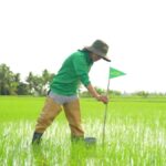 Rockefeller Investasi di Bisnis Sawah Rendah Emisi Asia Tenggara