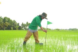 Rockefeller Investasi di Bisnis Sawah Rendah Emisi Asia Tenggara