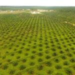 Produksi TBS Sumber Tani Agung Capai 478.244 Ton Semester I-2026